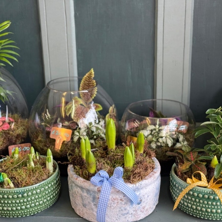 bulbs-and-indoor-planters