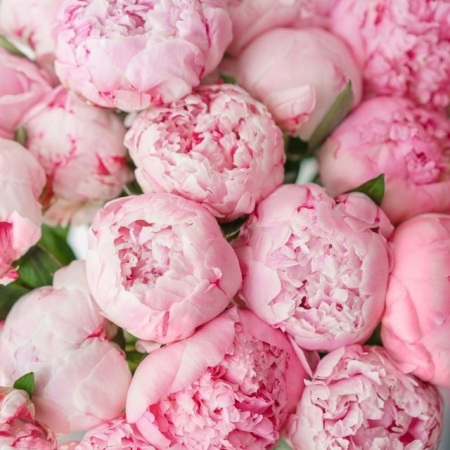 pink-peonies