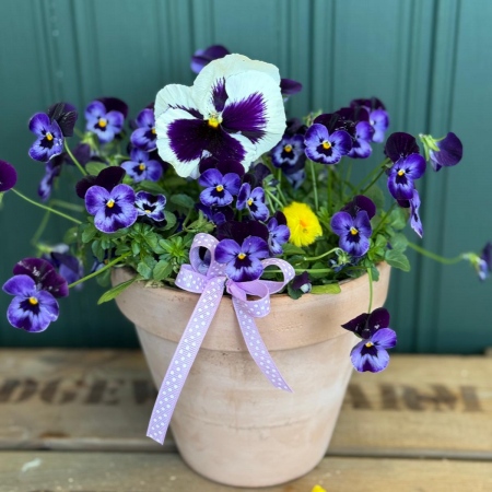 small-pot-of-pansy-and-violas